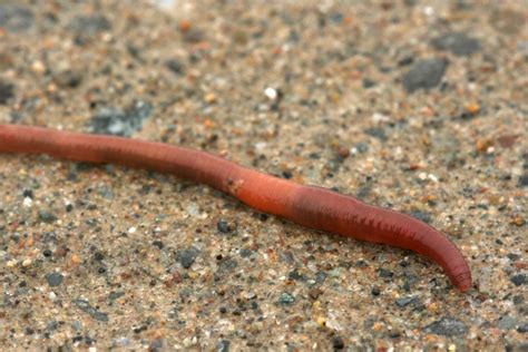 Do earthworms have no eyes?